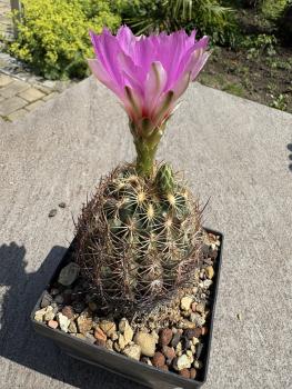 Thelocactus schwarzii
